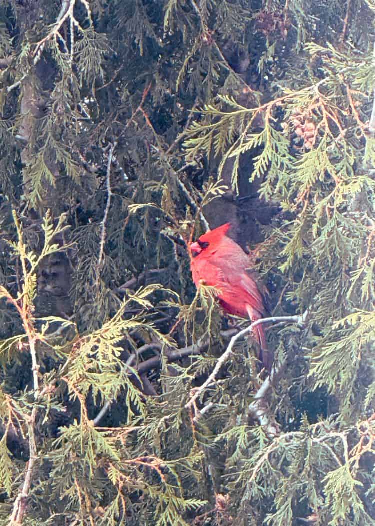 Cardinal in the trees