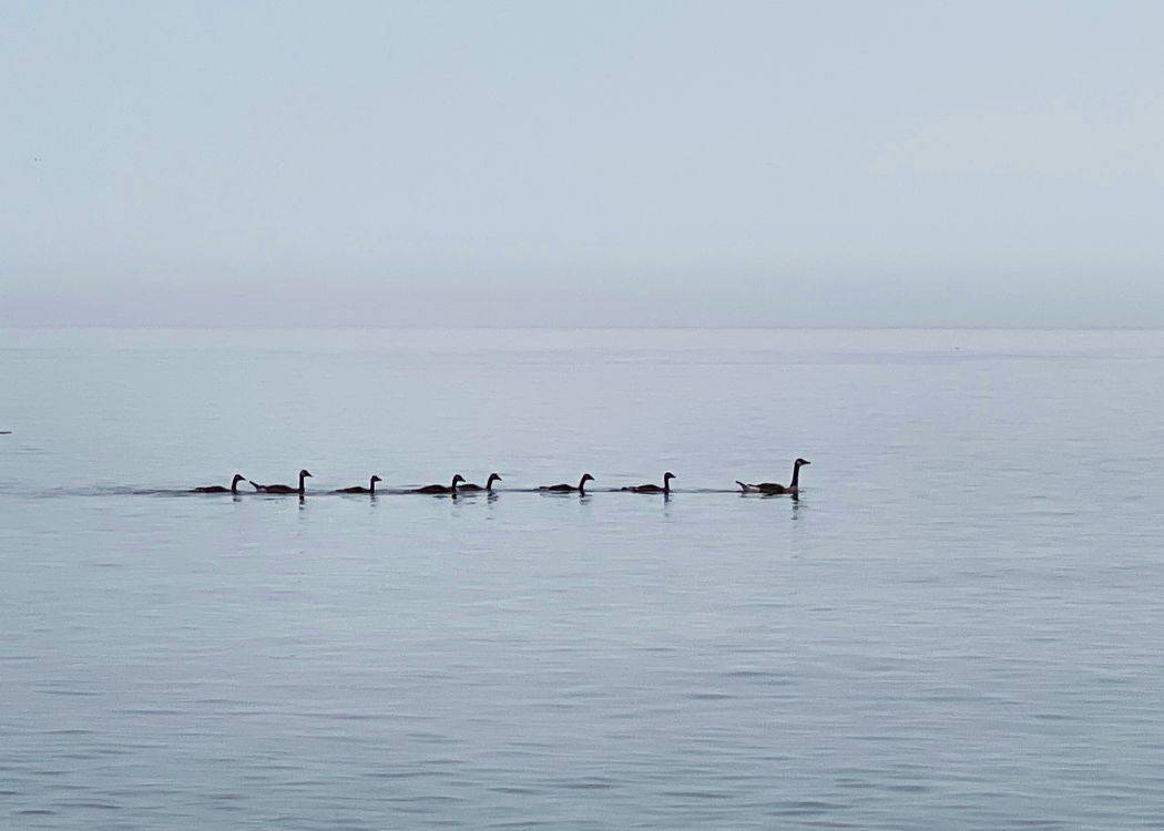 Darlington Provincial Park - Family of geese on the lake