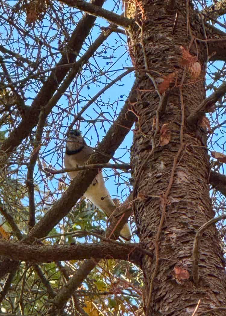 Bird watching