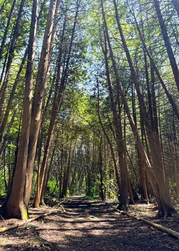 Emily Provincial Park - Fern Trail