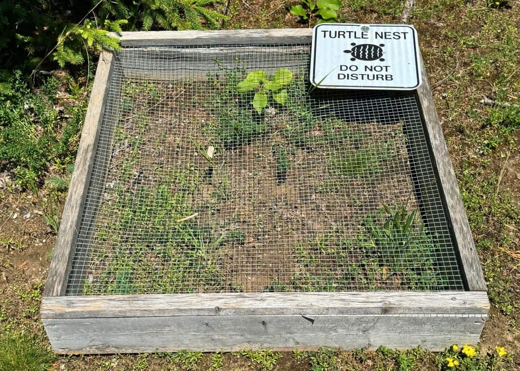 Emily Provincial Park - Protected Turtle Nest