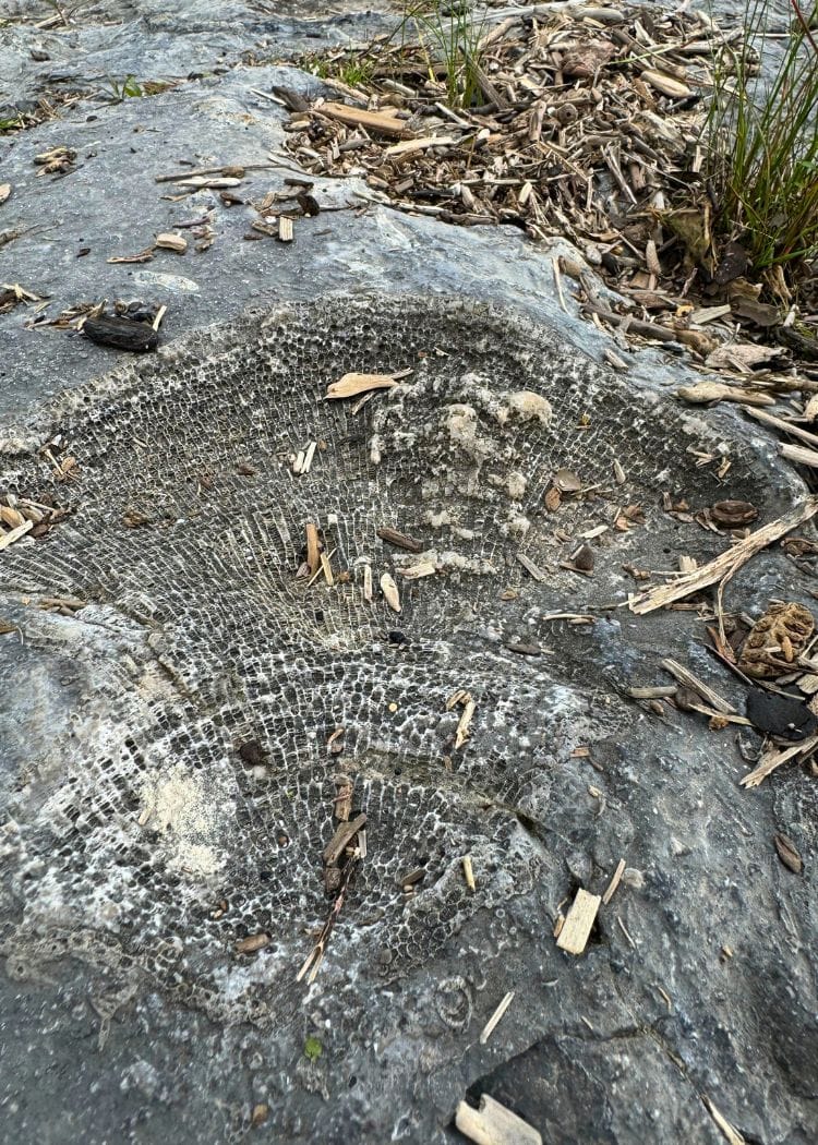 Rock Point - Fossil