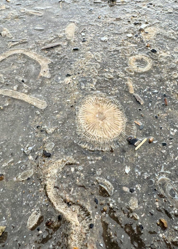 Large Round Fossil