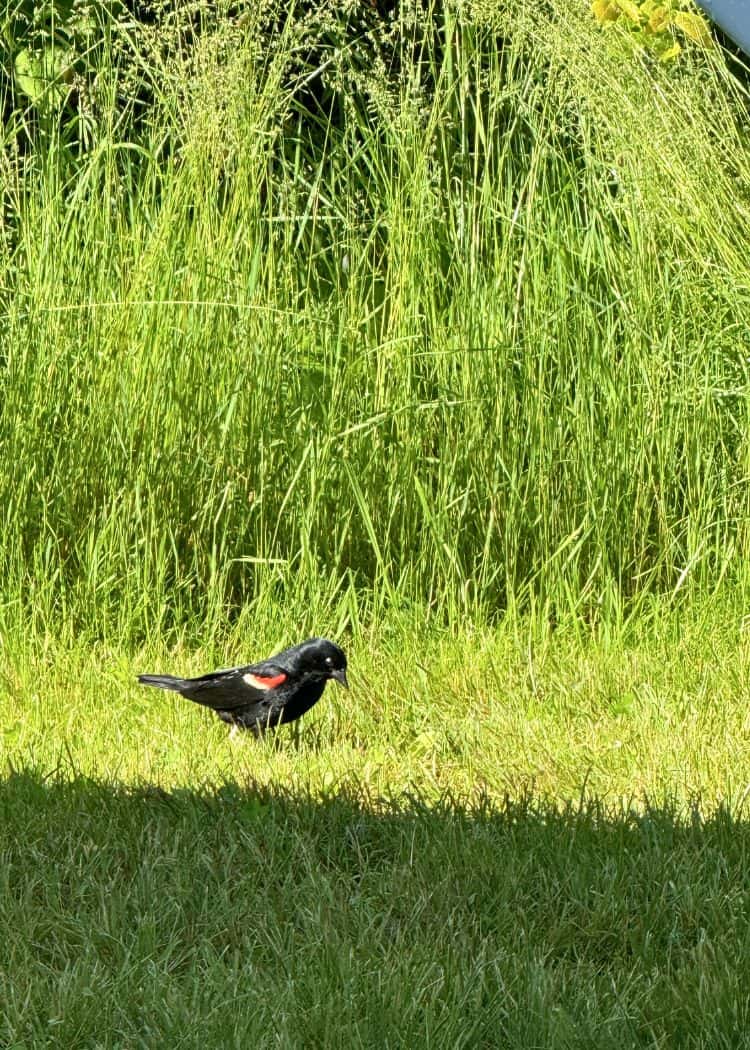 Red-winged Blackbird