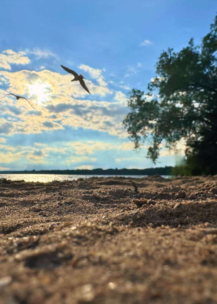 Bass Lake Provincial Park - Beach with birds