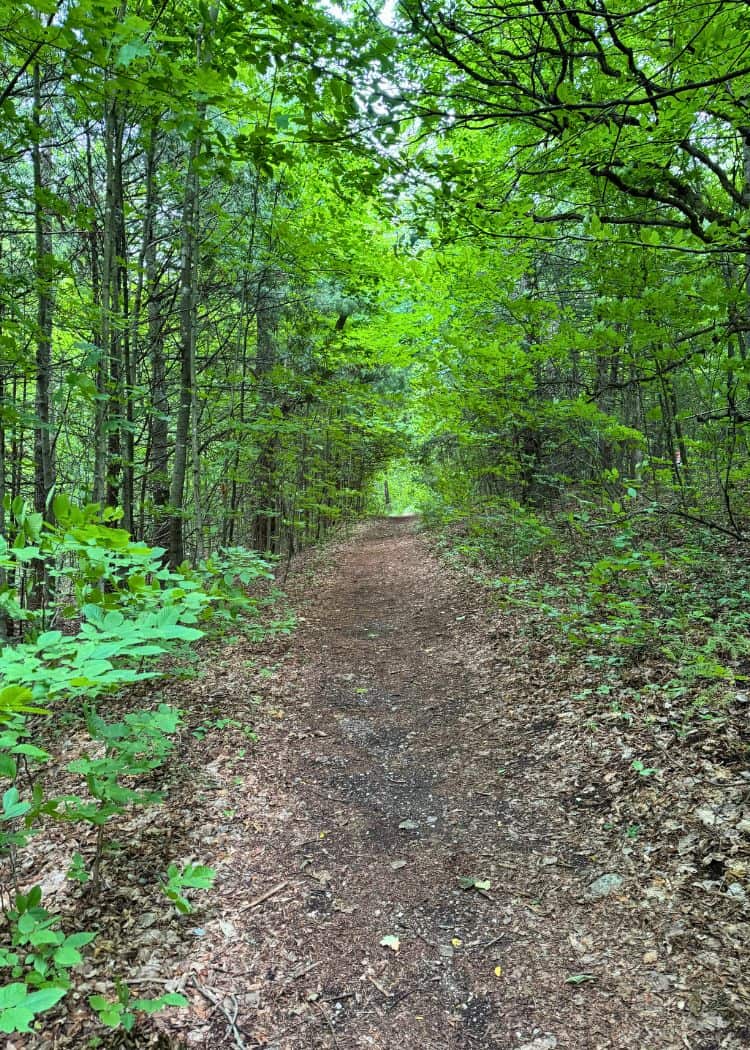 Bass Lake Provincial Park - Waterfront Trail going through forest
