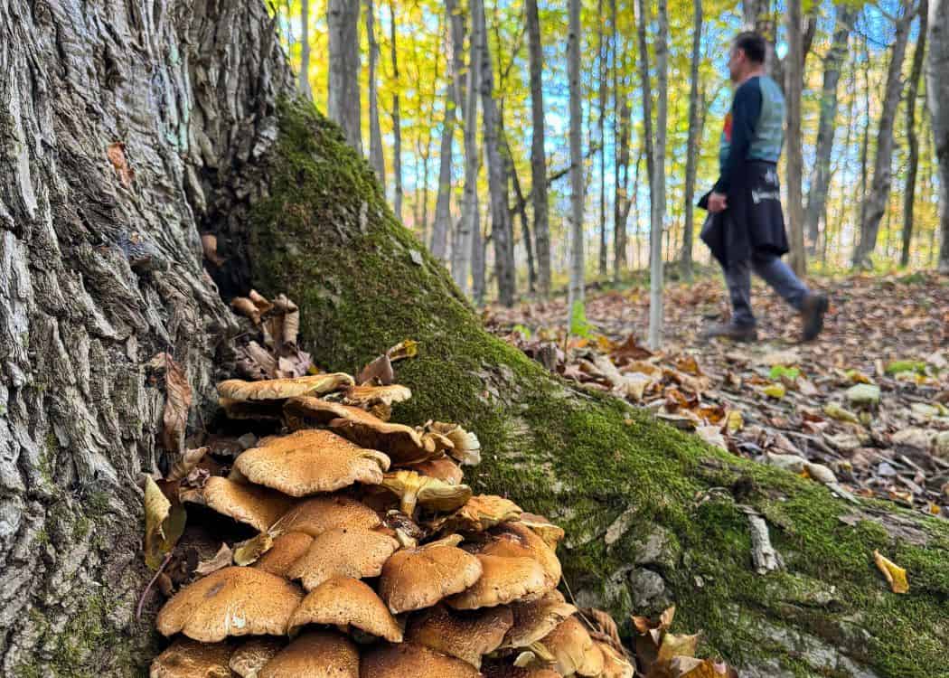 Balsam Lake Provincial Park - Man hiking in the forest with mushrooms growing on a tree