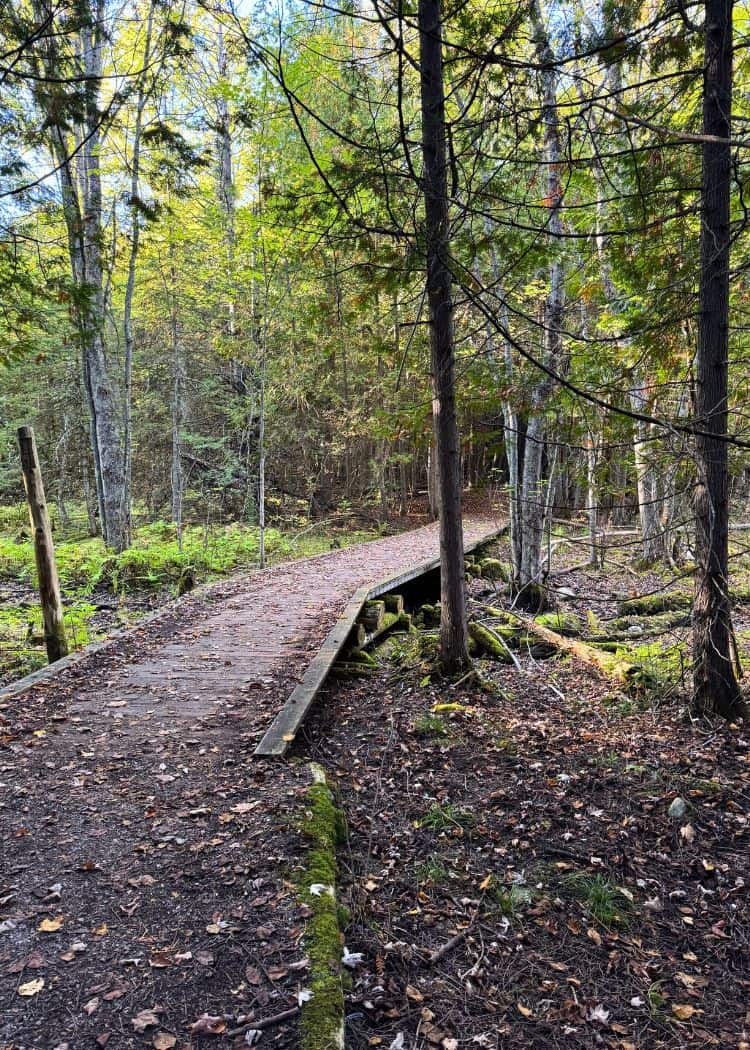 Balsam Lake Provincial Park - Wooden boardwalk on hike