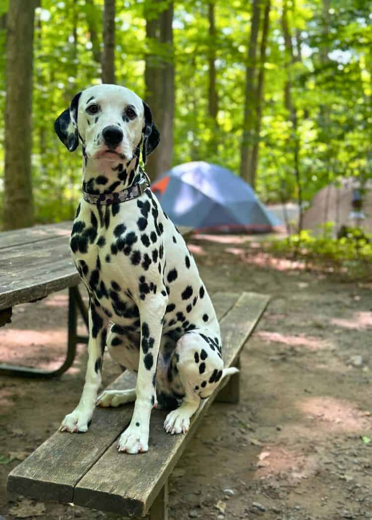 Sandbanks Provincial Park - Guinness the Dalmatian sitting in our campsite