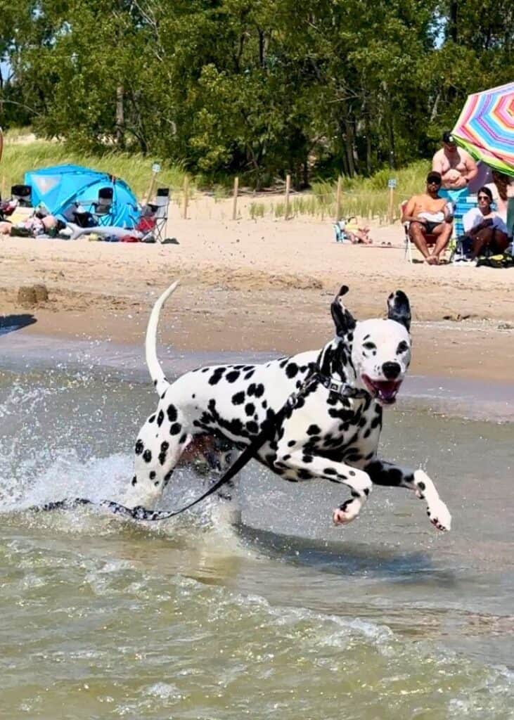 Sandbanks Provincial Park - Guinness the dog running on the dog beach