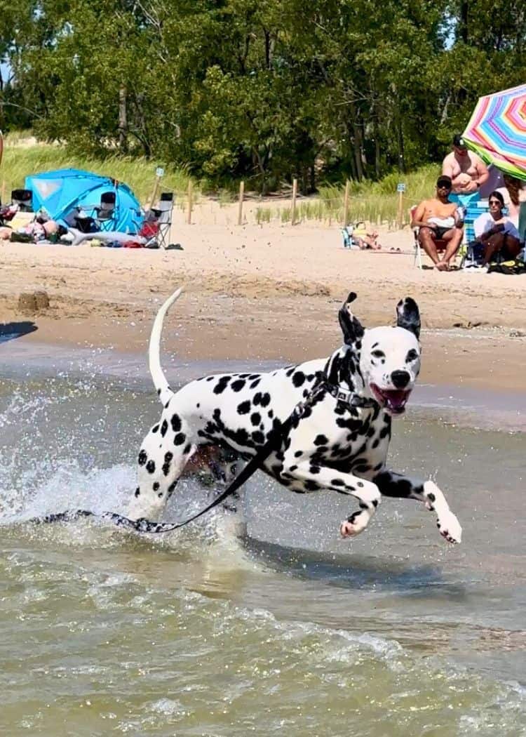 Sandbanks Provincial Park - Guinness the dog running on the dog beach