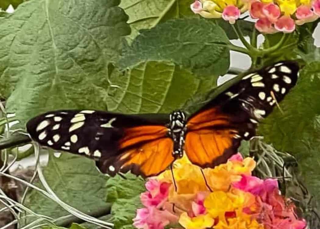 Monarch on flowers