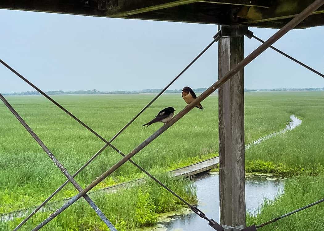 Point-Pelee-National-Park-Birds-at-the-Marsh