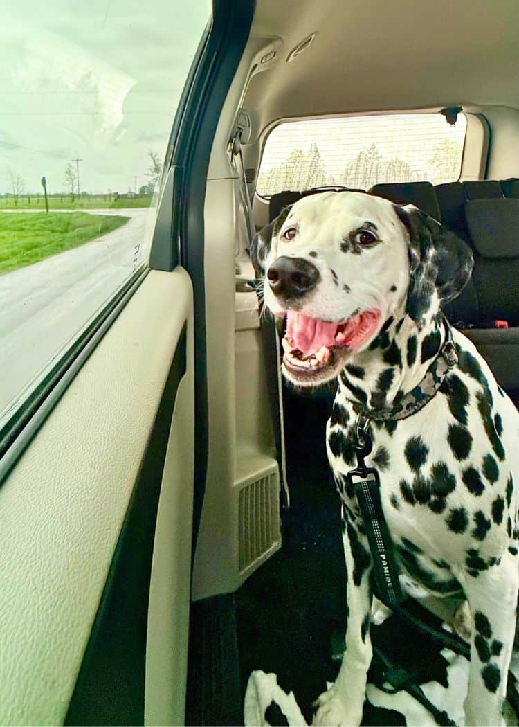 Guinness excited to go Camping