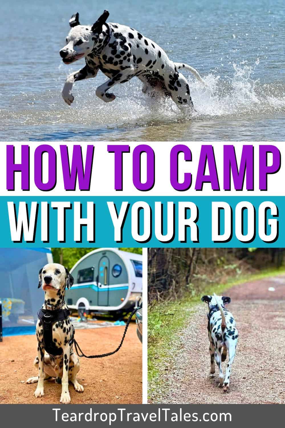 How to Camp with Your Dog - Pinterest Pin 1