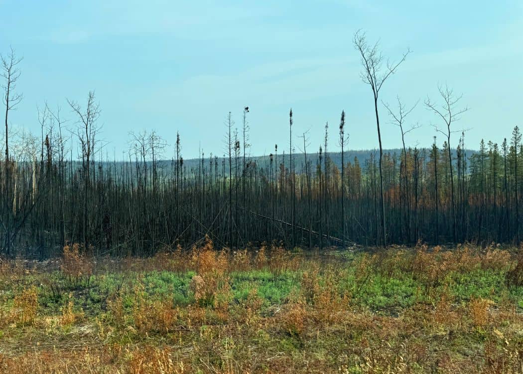 Forest-fire ravaged area in norther British Columbia