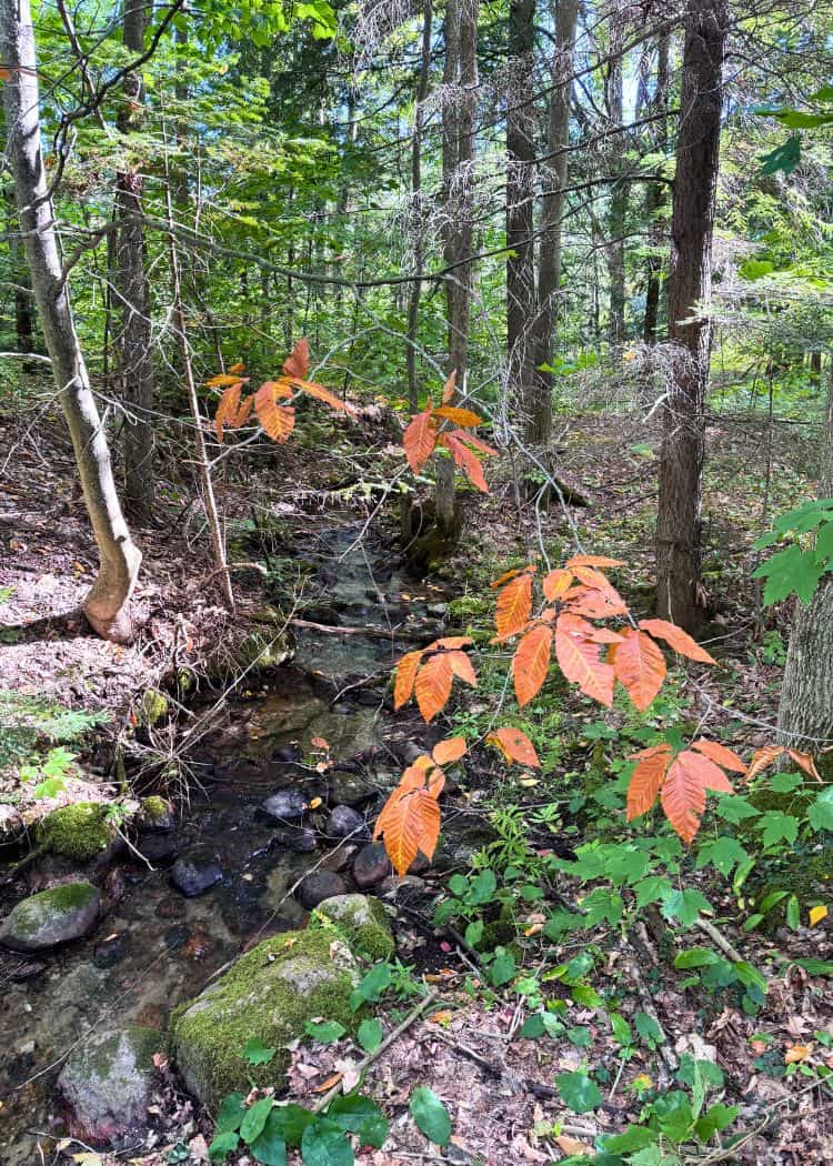 Awenda Provincial Park - Fall colours starting on hiking trail