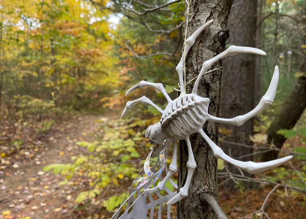Ontario Parks Halloween - Spider skeleton on a tree