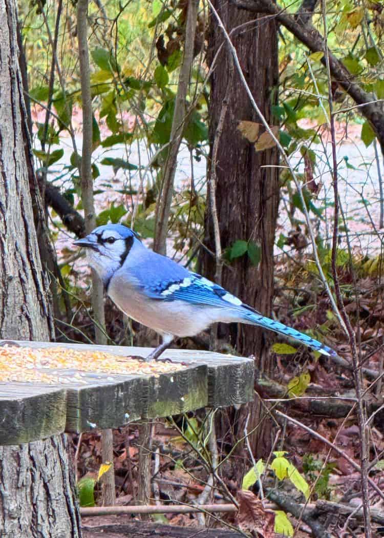 Wheatley Provincial Park - Blue Jay