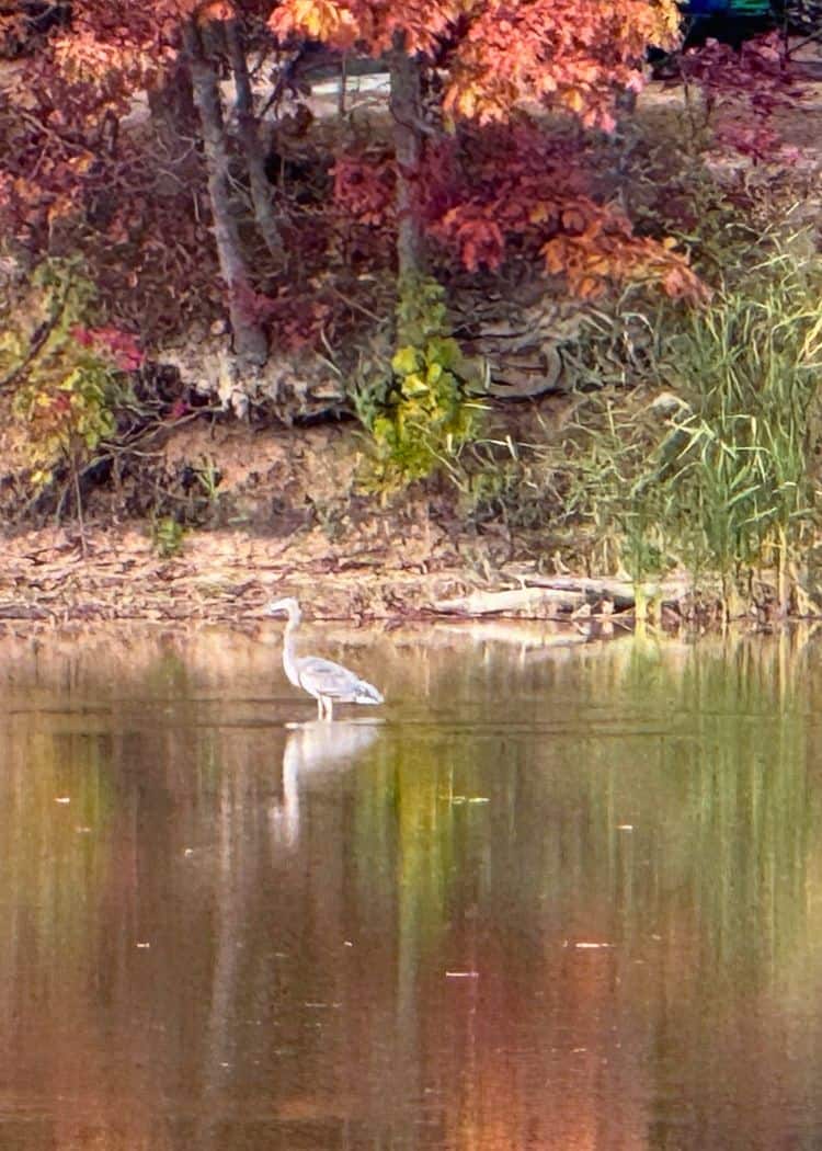 Wheatley Provincial Park - Heron in the creek