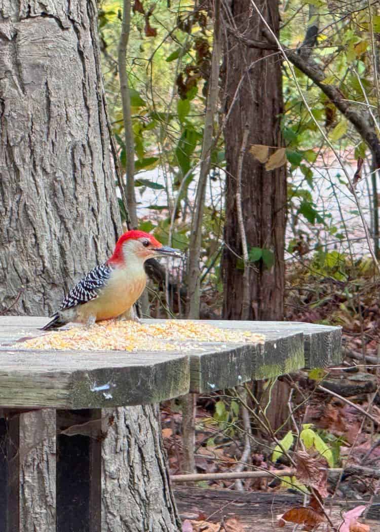 Wheatley Provincial Park - Red-Bellied Woodpecker