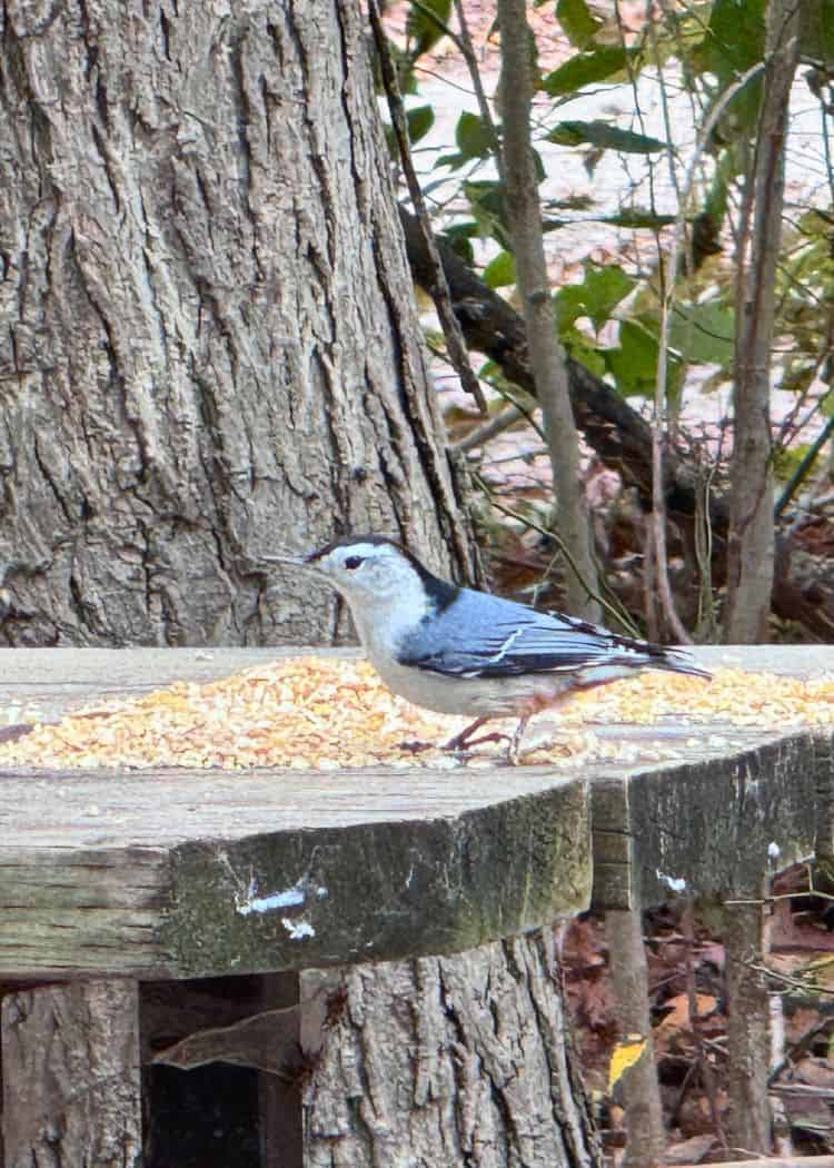 Wheatley Provincial Park - White-Breasted Nuthatch