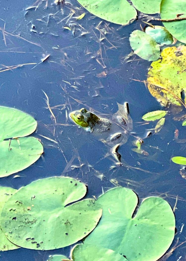 Mikisew Provincial Park - Frog in the marsh