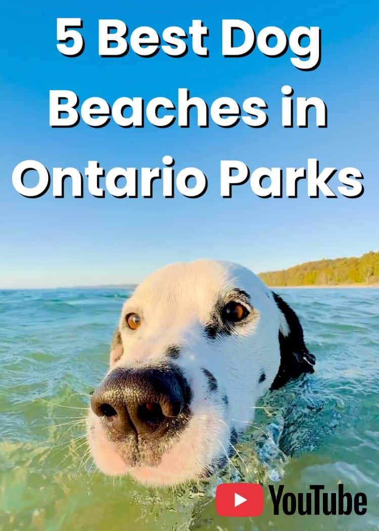 5 Best Dog Beaches in Ontario Parks - YouTube Thumbnail