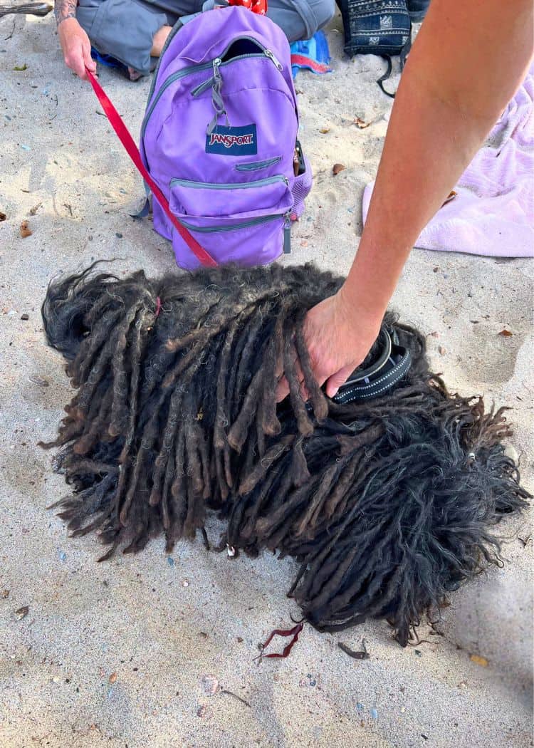 Awenda Provincial Park - Dog with dreads
