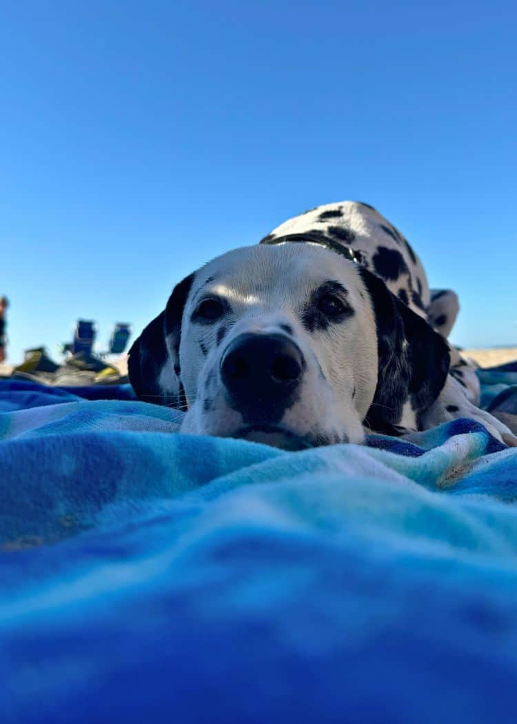 Guinness resting at the beach