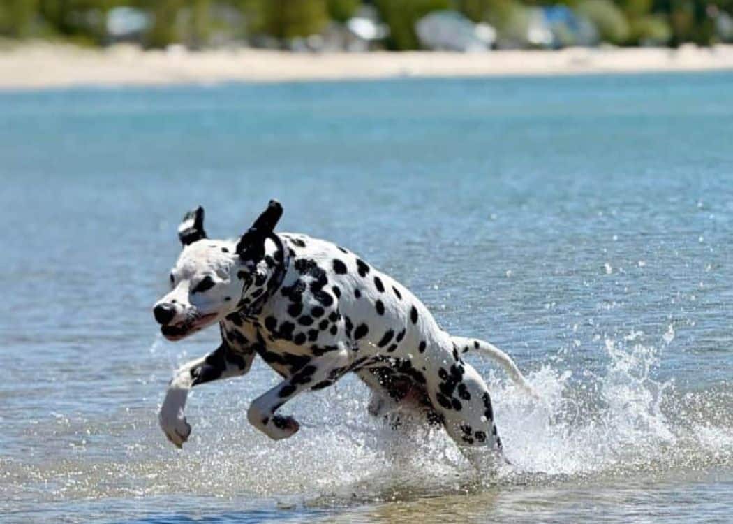 Inverhuron Provincial Park - Guinness the dog at the beach
