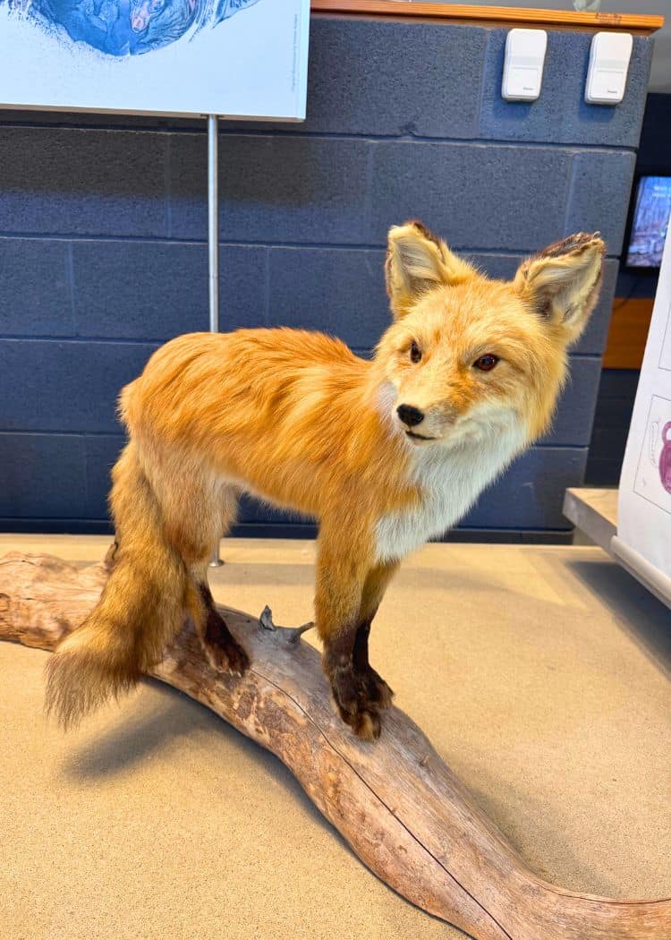 Killbear Provincial Park - Fox display in Visitor Centre