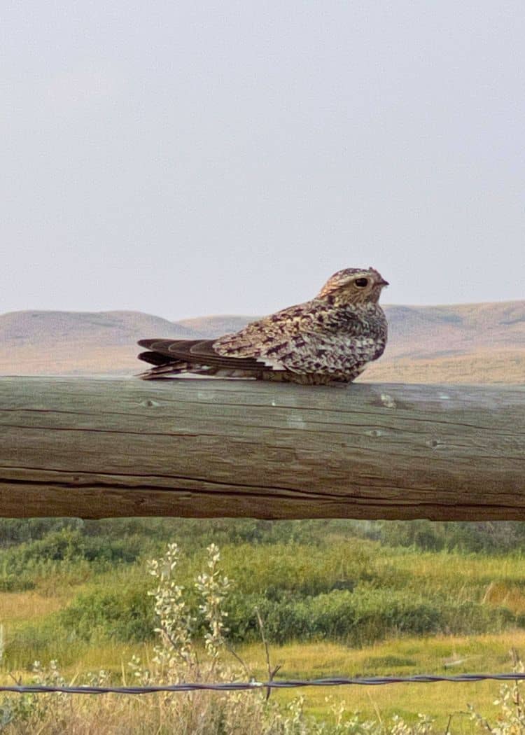 Grasslands NP - Common Nighthawk sitting on a fence