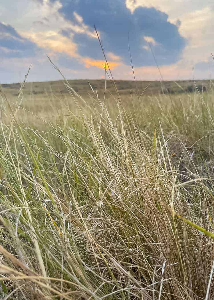 Grasslands NP - grasses